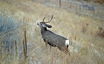 UTAH HUNTERS ENCOURAGED TO HAVE DEER CHECKED