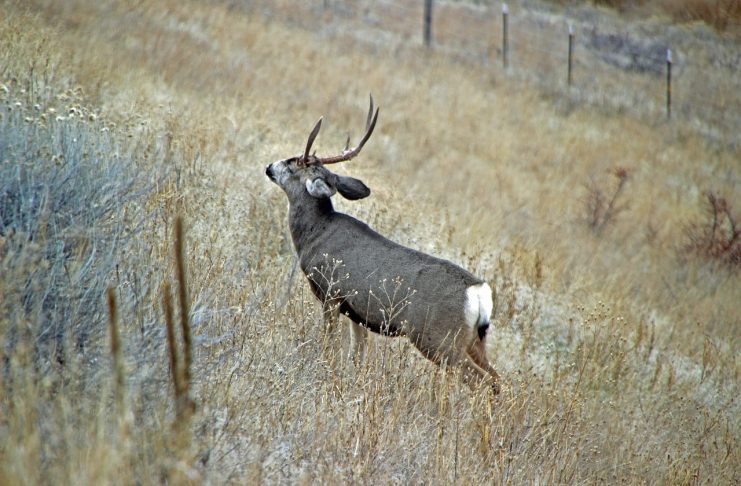 UTAH HUNTERS ENCOURAGED TO HAVE DEER CHECKED