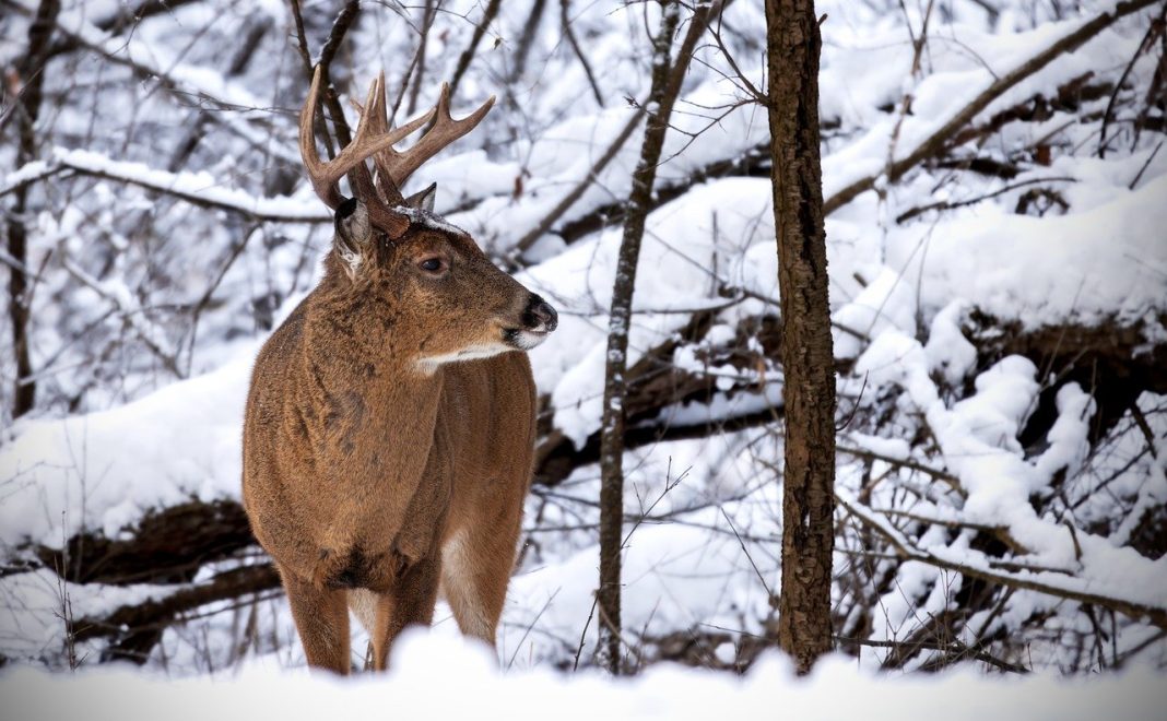 HUNT WHITETAIL DEER IN WYOMING THIS FALL