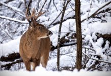 HUNT WHITETAIL DEER IN WYOMING THIS FALL