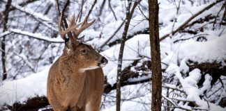 HUNT WHITETAIL DEER IN WYOMING THIS FALL