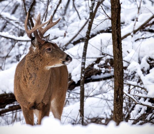 HUNT WHITETAIL DEER IN WYOMING THIS FALL