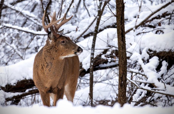 HUNT WHITETAIL DEER IN WYOMING THIS FALL