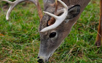 THREE DEER CWD LIBBY