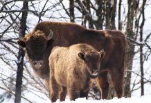 UNITED KINGDOM BISON REINTRODUCTION