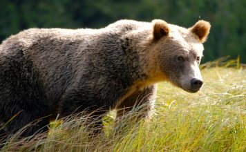 MONTANA GRIZZLY BEAR RELOCATED