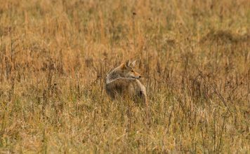 ETHICS OF COYOTE HUNTING CONTESTS BEING QUESTIONED