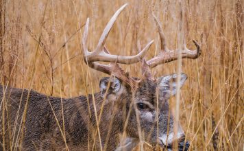 ELK REFUGE PROPOSES NEW HUNTS