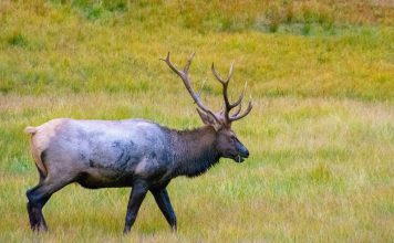 UTAH'S LEFTOVER BIG GAME PERMITS