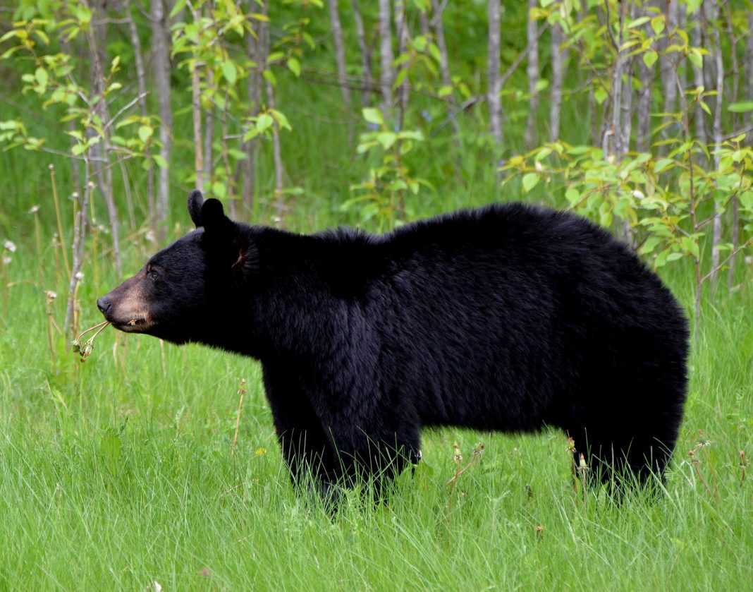 WASHINGTON BEAR SEASON CHANGES EHUNTR