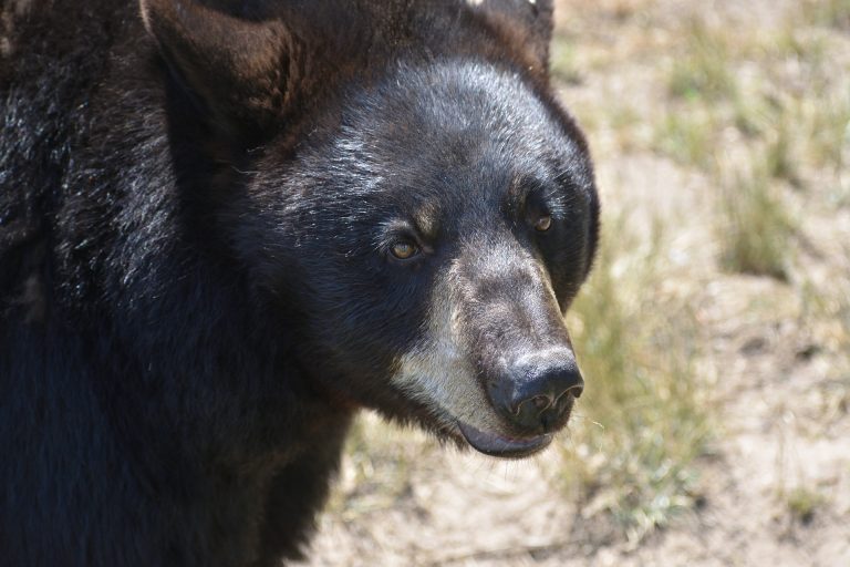 31-YEAR-OLD UTAH BLACK BEAR FOUND DEAD | EHUNTR