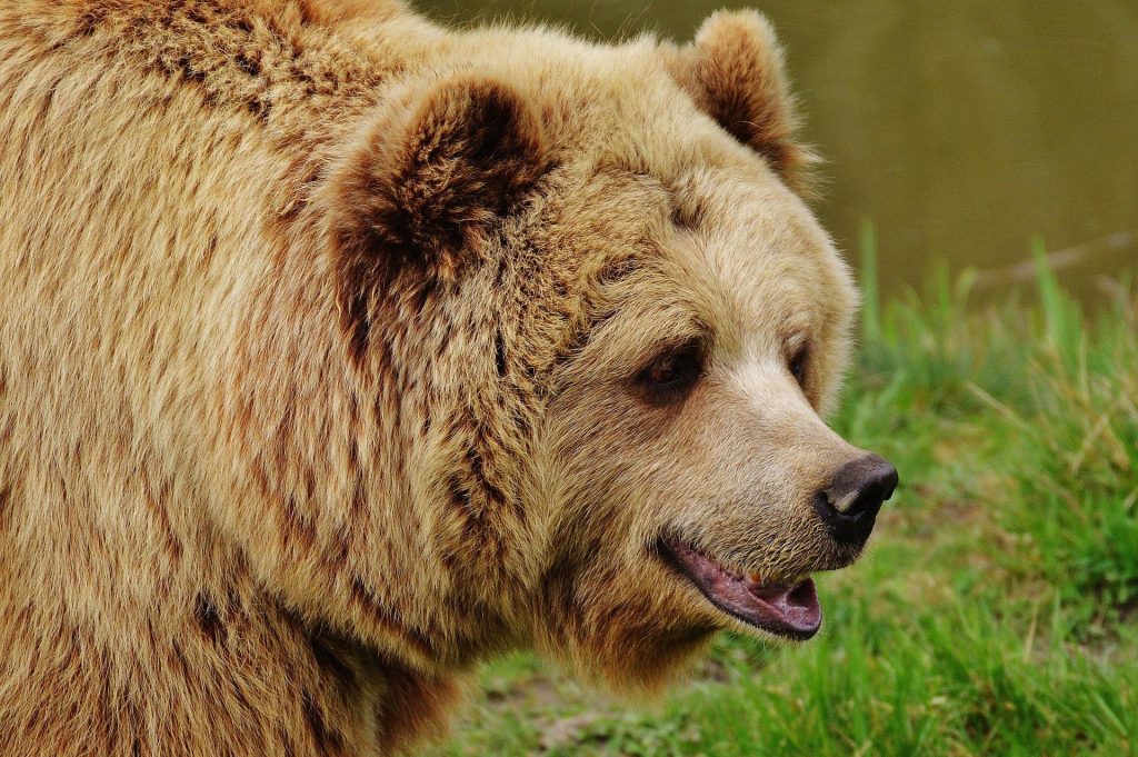 WYOMING GRIZZLY BEAR RELOCATED | EHUNTR