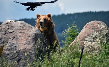 HIKER KILLED BY GRIZZLY IN MONTANA