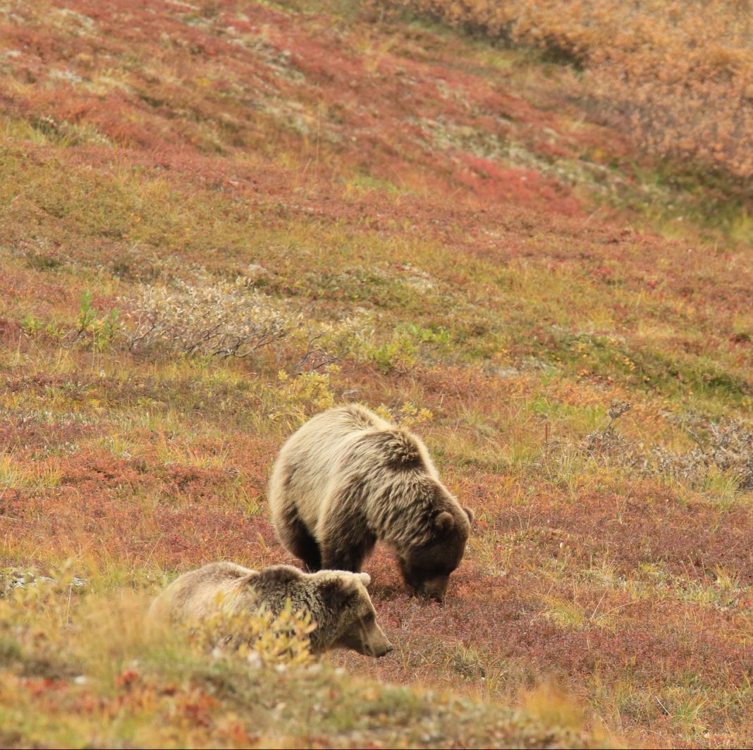 69-YEAR OLD MAN ATTACKED BY GRIZZLY