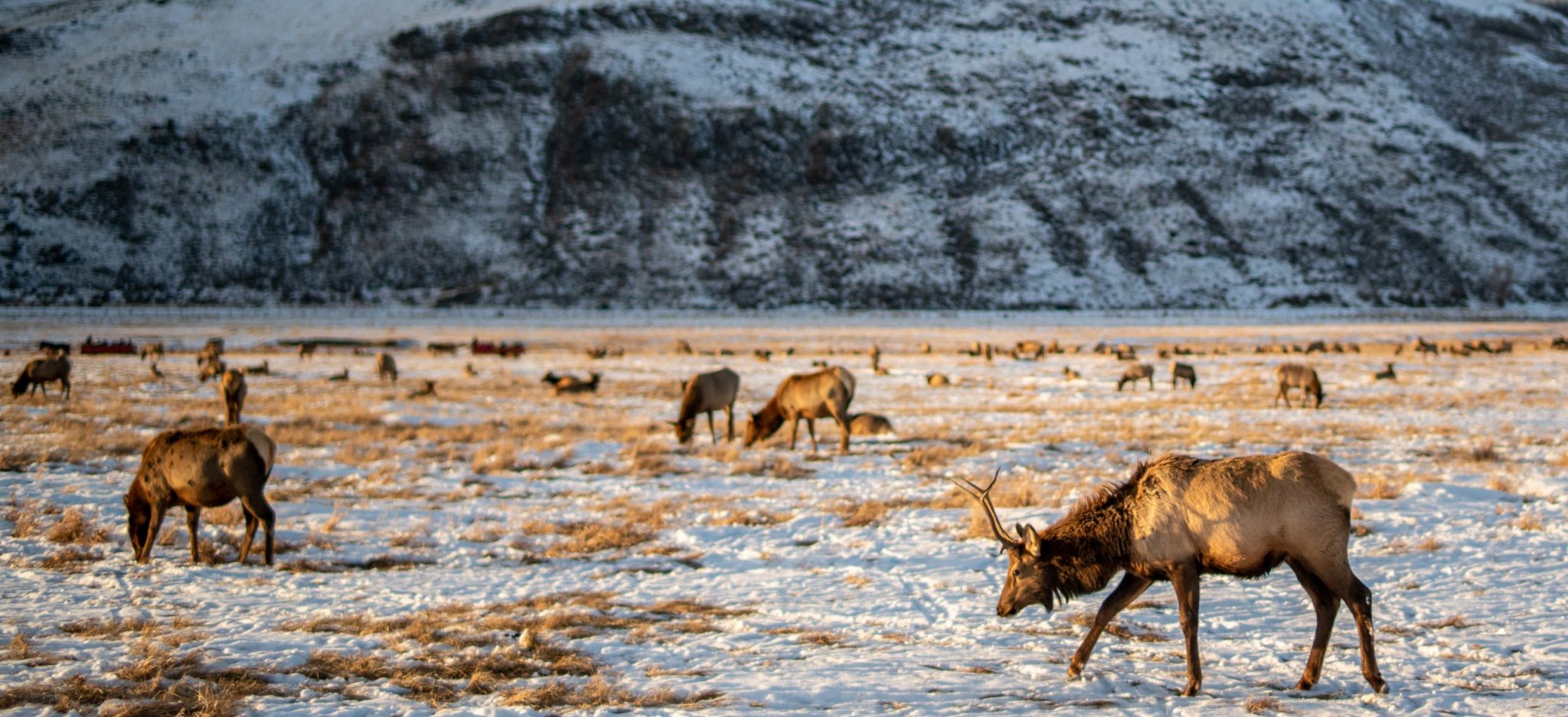 NEW HUNTING REGULATIONS COMING TO WYOMING EHUNTR