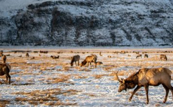 NEW HUNTING REGULATIONS COMING TO WYOMING