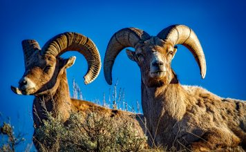 IDAHO BIGHORN SHEEP