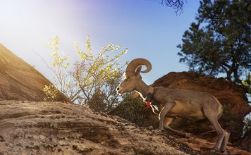 NEVADA SENDS WATER FOR BIGHORN SHEEP