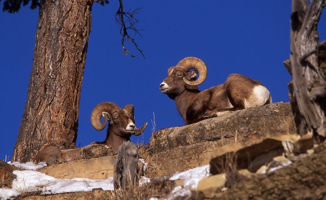 BIGHORN SHEEP REBOUNDING IN NORTH DAKOTA