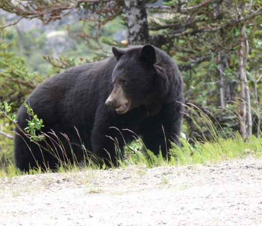 ANTI-HUNTER GUILTY ARSON BEAR HUNT