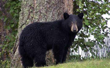 BEAR ATTACKS MAN LA SUBDIVISION