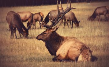 ELK FEEDING HALTED TO IMPROVE CWD IN WYOMING