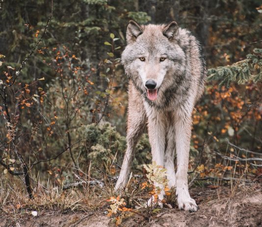 YELLOWSTONE WOLVES: 25 YEARS LATER