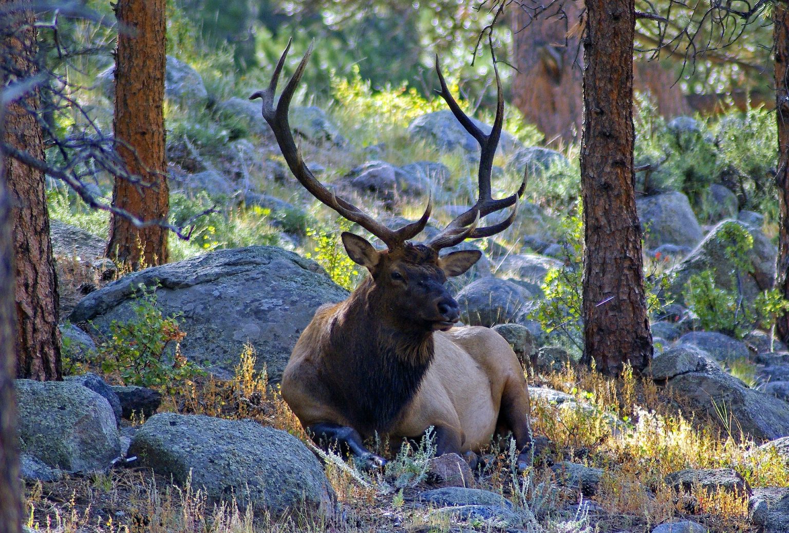 COLORADO BIG GAME APPLICATION PERIOD NOW OPEN EHUNTR