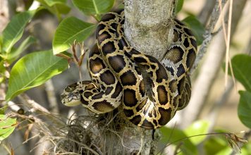 GET PAID HUNT EVERGLADES PYTHONS