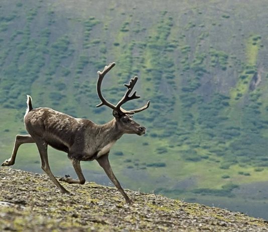 CANADAIN CARIBOU HUNTING BAN, A STORY OF TROUBLED MANAGEMENT