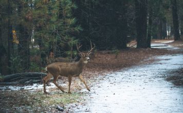 MONTANA APPROVES URBAN DEER CULLING