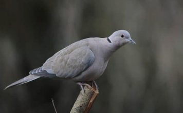 Collared Dove Pixabay