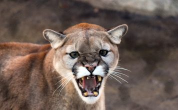 IDAHO APPROVES LARGE COUGAR HUNTING INCREASE