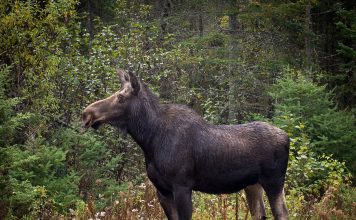 MOOSE POACHED SOUTHWEST OF DENVER