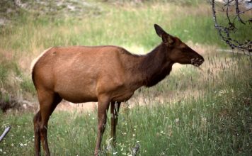 LEFTOVER ELK PERMITS REMAIN