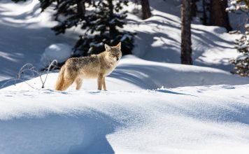 COYOTE HUNTING STAND SELECTION