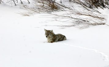 STRANGE COYOTE BEHAVIOR IN IDAHO