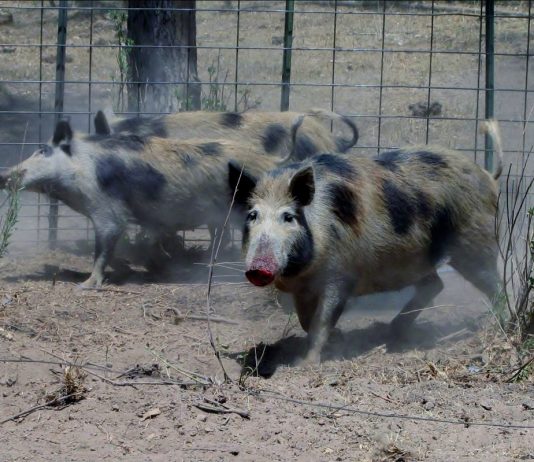 FERAL PIGS FOUND TO HAVE PSEUDORABIES AT AN EL PASO COUNTY FARM