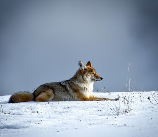 CUTTING COYOTE SEASON