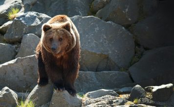 SOW GRIZZLY BEAR EUTHANIZED IN IDAHO