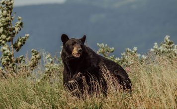 COLORADO WOMAN KILLED IN BEAR ATTACK