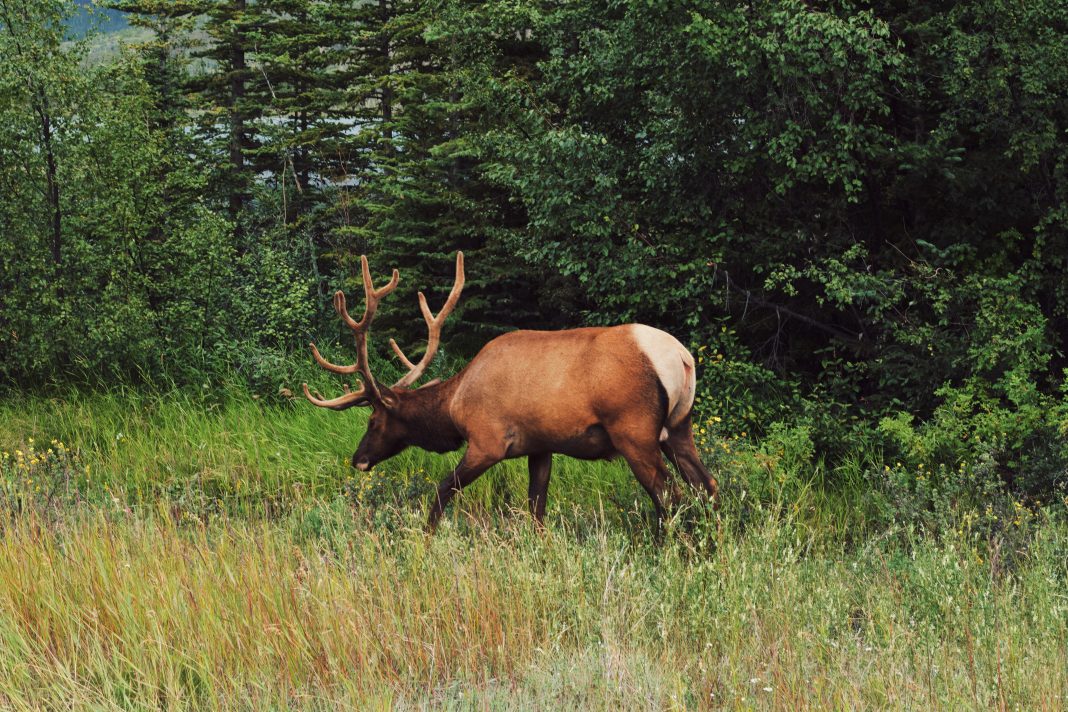 OREGON HUNTER KILLED BY WOUNDED ELK