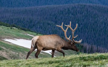 SIX MEN PLEAD GULITY IN IDAHO POACHING CASE