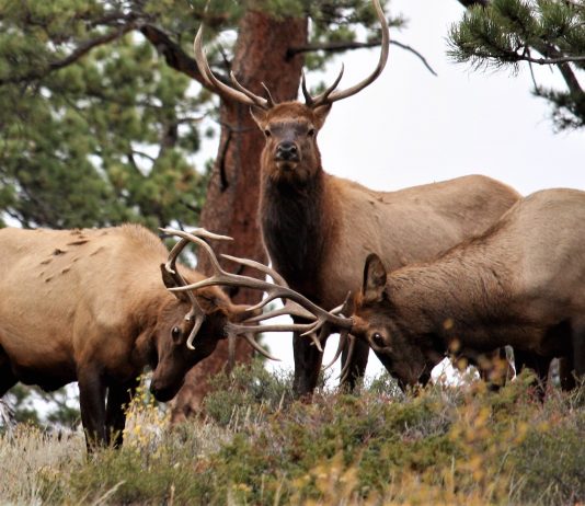 TEXAS POACHER IN COLORADO FINED OVER $53,000