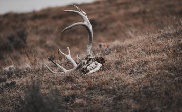 SHED HUNTING REMAINS CLOSED UNTIL MAY 1ST