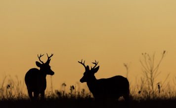 CWD Bounty