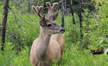 DEER IN SOUTHWEST COLORADO TEST POSITIVE FOR CWD