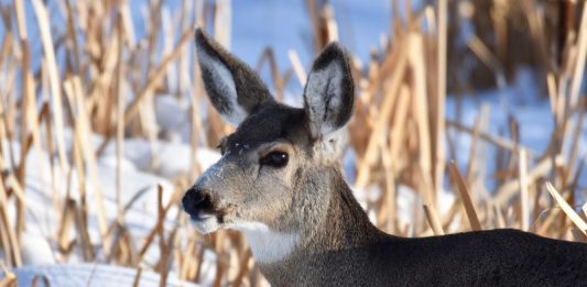 Wyoming deer hunting Archives - EHUNTR