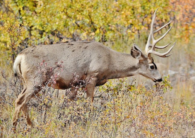 COLORADO BIG GAME APPLICATION PERIOD OPEN MARCH 1ST EHUNTR