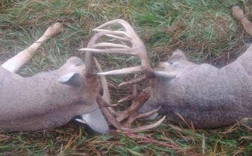 TWO DEER DIE IN KANSAS WITH ANTLERS LOCKED